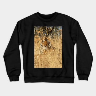 Sub-Adult Male Bengal Tiger Crewneck Sweatshirt